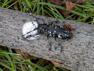 Adult Anoplophora glabripennis (20 to 35 millimetre long)