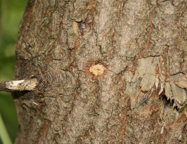 Anoplophora glabripennis oviposition pit on Manitoba maple, Acer negundo