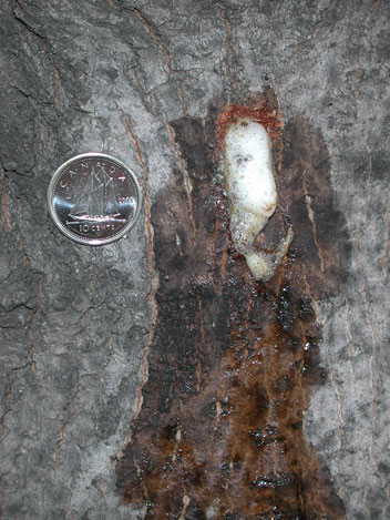 Frothy, white sap exuding from recent Anoplophora glabripennis oviposition pit