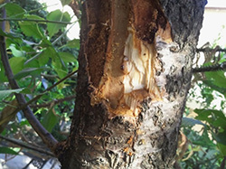 Aromia bungii larva feeding beneath the bark of a Prunus