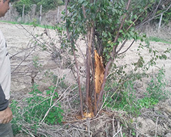 Prunier cultivé (Prunus domestica) infesté par l'A. bungii en Italie