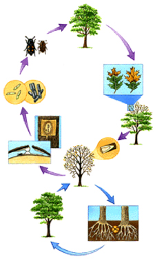 Life cycle diagram of Ceratocystis fagacearum.