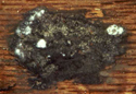 Figure 2: Oak wilt - close-up of fungal mat on peeled stem (Minnesota Deptarment Natural Resources - Forest Inventory and Analysis)