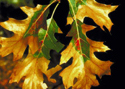Figure 3: Oak wilt - foliar symptoms on northern red oak. (F.A. Baker, Utah State University)