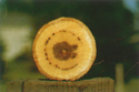 Figure 4: Oak Wilt - vascular discolouration in white oak (F.A. Baker, Utah State University)