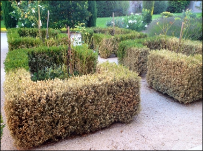 Figure 2. Boxwood hedge damaged by Cydalima perspectalis