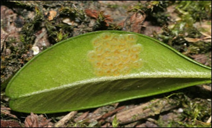 Figure 3. Eggs of Cydalima perspectalis