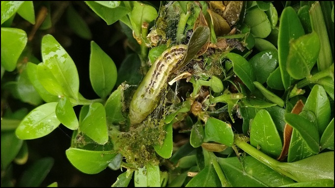 Figure 5: Pupa of Cydalima perspectalis