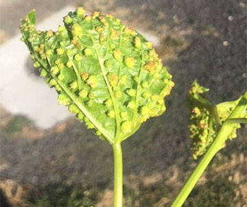 Figure 2 - Typical phylloxera-induced leaf galls on the underside of a grape leaf