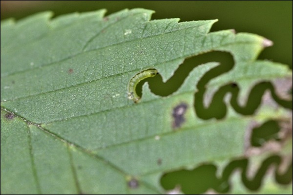 Larva of the elm zigzag sawfly feeding on leaves leaving a typical zigzag feeding channel on the leaf underside.