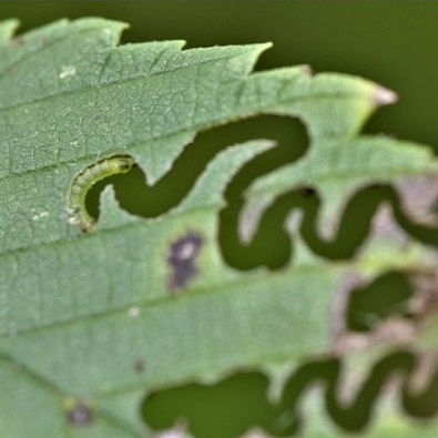 Larve de tenthrède en zigzag de l'orme se nourrissant de feuilles