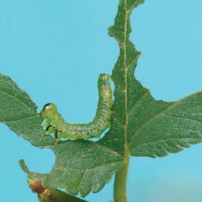 Larvae grow and consume the entire leaf