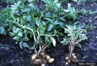 Potato Cyst Nematode causes secondary symptoms such as reduced root systems with associated nutrient deficiencies and water stress.