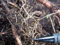 Dans certains cas, l'observation des kystes sur les racines et les tubercules des plantes hôtes permettra de déceler la présence de nématodes à kystes de la pomme de terre.