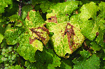 Examples of Flavescence dorée and Bois noir Symptoms on Riesling - Foliar symptoms