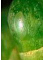 Egg on flower bud