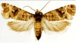 European grapevine moth - Lobesia botrana