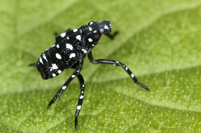 Early-stage nymph spotted lanternfly