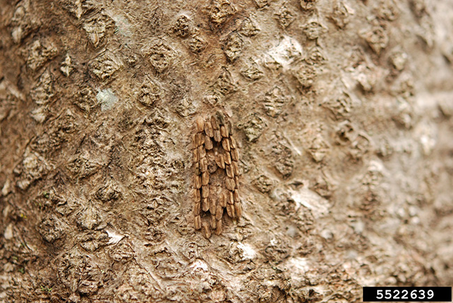 Spotted lanternfly egg mass, old