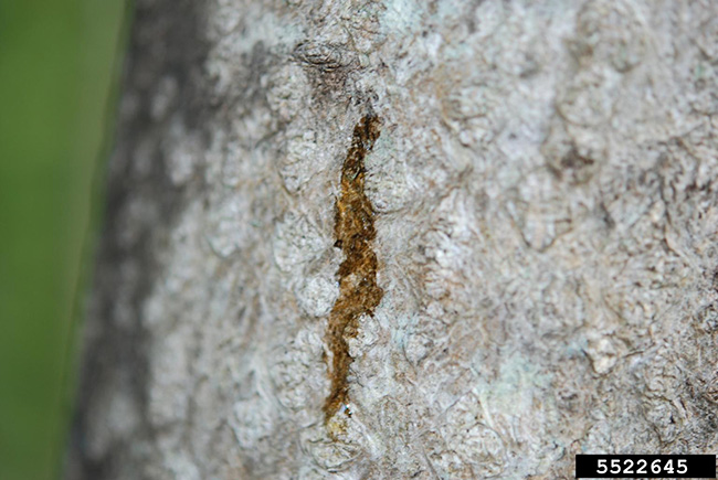 Weeping wound caused by spotted lanternfly