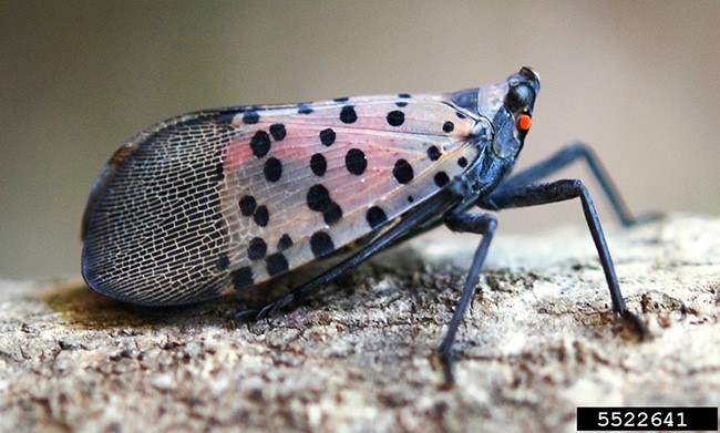 Spotted Lanternfly – Lycorma delicatula