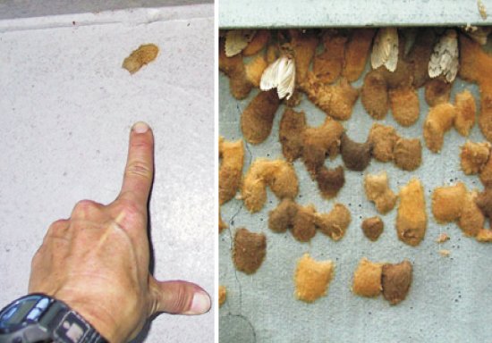 Masse d'oeufs de la spongieuse asiatique - Agence canadienne d'inspection des aliments