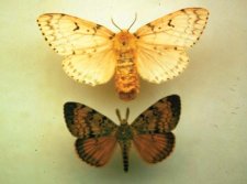 Larger and mainly white female (top). Smaller and mainly brown male (bottom). Note dark crescent-shaped mark on forewings.