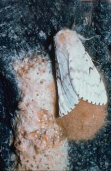 Lymantria dispar femelle déposant ses oeufs en une masse ovoïde. La masse d'oeufs est recouverte de poils de couleur chamois provenant de l'abdomen de la femelle.