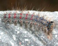 Lymantria dispar larva. Note five pairs of blue tubercles are followed by six pairs of red.