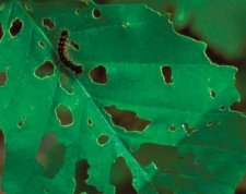Défoliation causée par des chenilles de Lymantria dispar du premier stade. À cet âge, les chenilles percent des petits trous dans les feuilles.