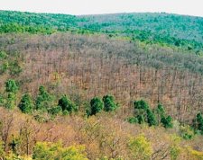 Extensive stand defoliation caused by Lymantria dispar.