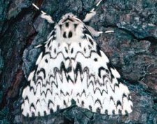 Lymantria monacha adulte. Noter les ailes antérieures blanches, maculées de nombreuses lignes transversales sinueuses et taches de couleur sombre.