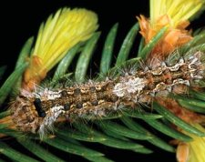 Mature dark brown Lymantria monacha larva (30-35 millimetre long). Note mid-dorsal orange warts on the 6th and 7th segments.