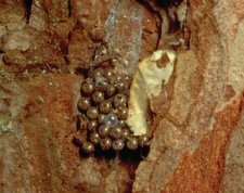 Masse d'oeufs de Lymantria monacha sous une plaque d'écorce. Les femelles de cette espèce ne recouvrent pas leurs masses d'oeufs de poils abdominaux.