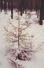 Lymantria monacha defoliation on understory host tree.