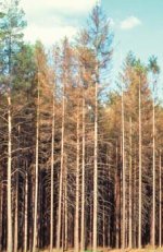 Extensive stand defoliation caused by Lymantria monacha. Note thinning reddish-brown crowns.