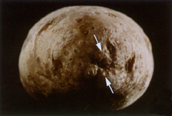 Galls gathered around an eye on a tuber.