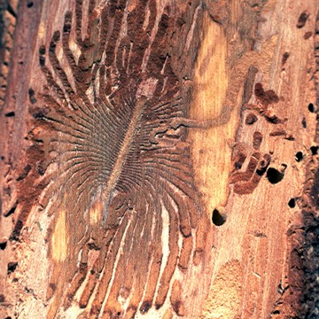 Gallery of European elm bark beetle showing the central main adult boring chamber and larval offshoot galleries, indicating the presence of elm bark beetle.