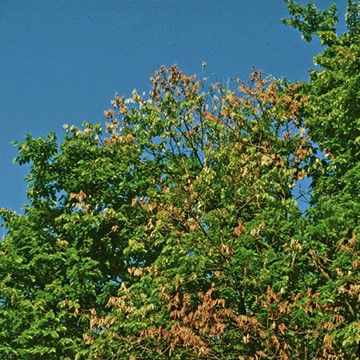 Example of curling, wilting leaves in the upper crown of a tree infected with DED.