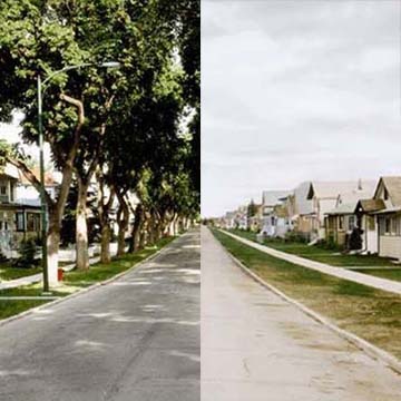 Une rue de Winnipeg avant et après la maladie hollandaise de l'orme. Photo reproduite avec l'autorisation de l'Alberta's Society to Prevent Dutch Elm Disease.