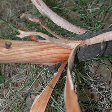 Exemple de « coloration ». Les ormes infectés par la maladie hollandaise de l'orme peuvent avoir des stries rouges dans l'aubier. Crédit photo : R. McIntosh, ministère de l'Environnement de la Saskatchewan.