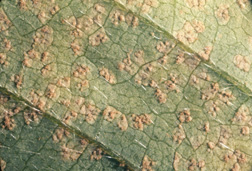 Figure 3. Lower surface of a leaf showing fungal pustules (uredinia)