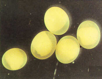 Figure 1, Eggs