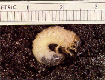 Figure 2, Third instar larva
