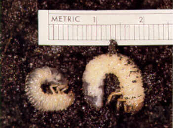Figure 3, Second and third instar larva