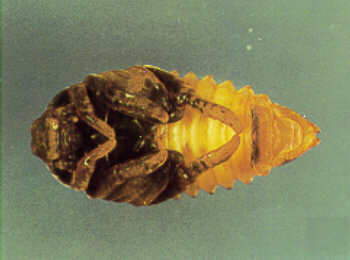 Figure 4, Pupa