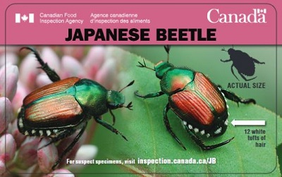 Credit card side 1: 2 Japanese beetles, an arrow pointing to 12 white tufts of hair along the sides and rear, a silhouette showing the actual size. For suspect specimens, visit www.inspection.gc.ca/pests