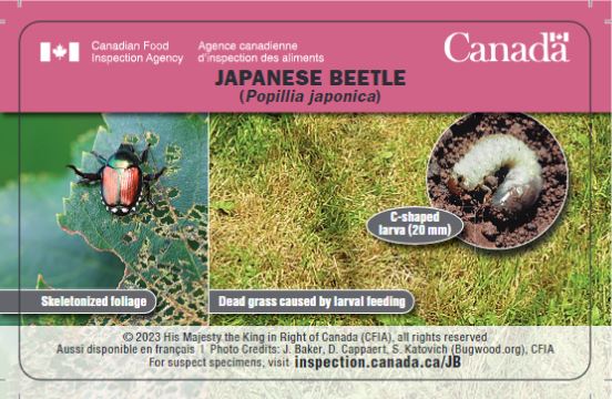 japanese beetle life cycle chart