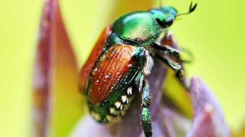 Japanese beetle