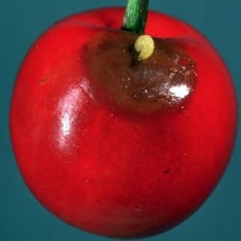 Figure 4 - Damage on cherry. Larva exiting the cherry fruit.